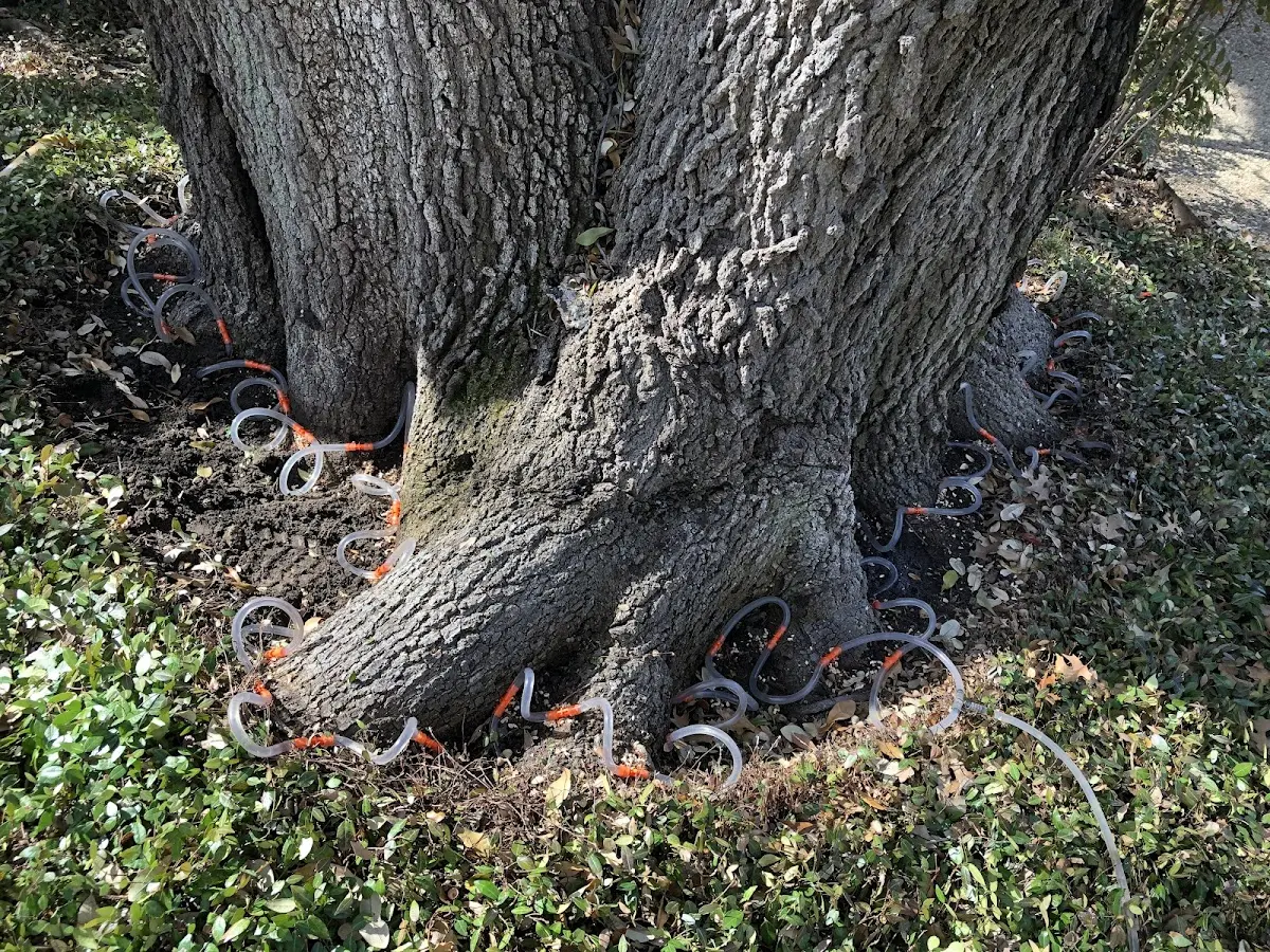 Detailed Tree Cabling and Bracing job site in Keams Canyon