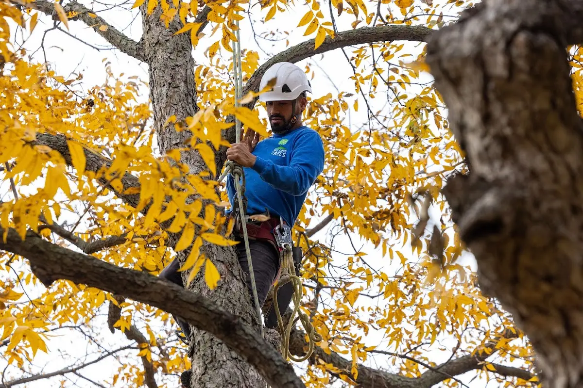 Skilled Tree Pruning crew working in Keams Canyon